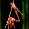 KÀ™ by Cirque du Soleil® 4