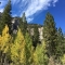 Mt. Charleston 2