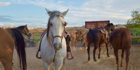 Is there anywhere a person can actually ride -- meaning galloping -- a horse around Vegas?
