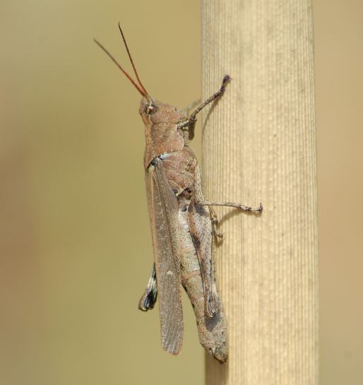 El Dorado Cantina — Chapulines? Meh 2