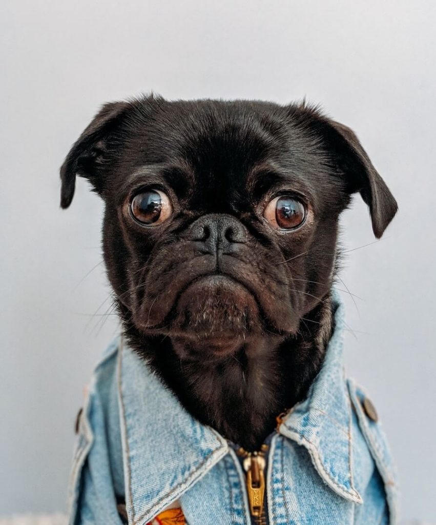 emotional support dog - week in travel