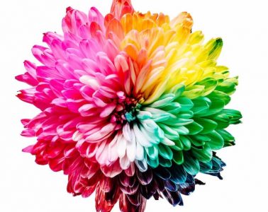 flowers deals and rebates best offers flowers